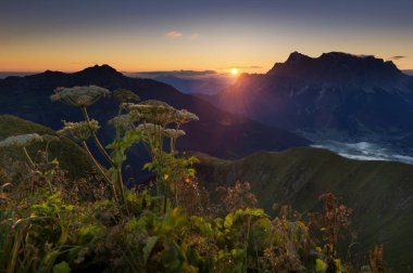 scenic view of Mt Zugspitze with Hogweed (Heracleum sphondylium) at sunrise, Berwang, Lechtal Valley, Reutte District, Tyrol, Austria, Europe clipart