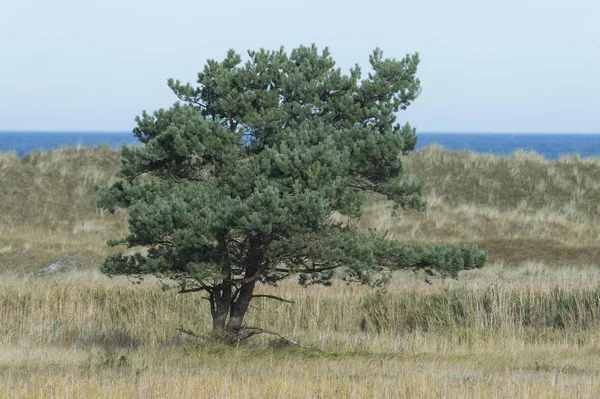 Pinus Sylvestris 后面的波罗的海 Darer Ort Mecklenburg Western Pomerania — 图库照片