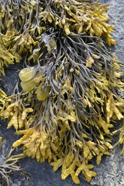 Spiral Wrack Flat Wrack Fucus Spiralis Chanelled Wrack Pelvetia Canaliculata — Stock Photo, Image