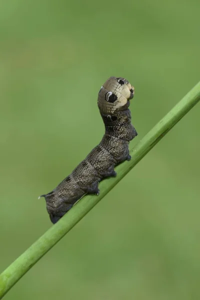 Elefant Hawk Mal Larv Närbild Mot Suddig Bakgrund — Stockfoto