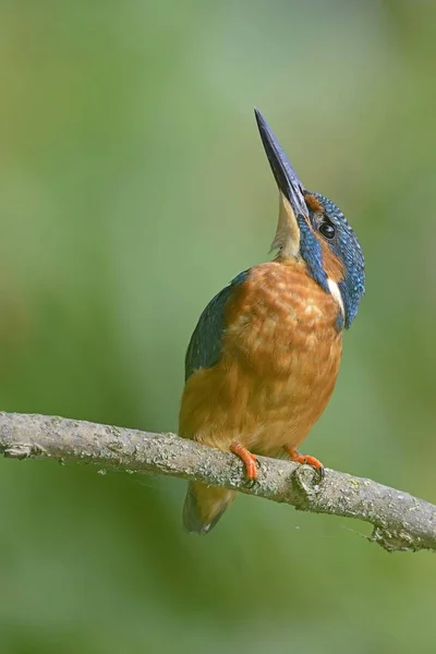 Kingfisher Pássaro Jovem Poleiro — Fotografia de Stock