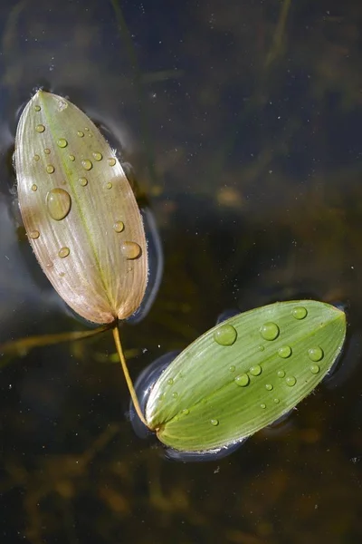 Ortak Pondweed Veya Yüzen Pondweed Potamogeton Yerlileri Emsland Aşağı Saksonya — Stok fotoğraf