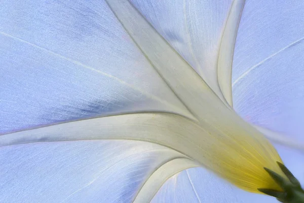 Purple Morning Glory Common Morning Glory Ipomoea Purpurea Emsland Baixa — Fotografia de Stock