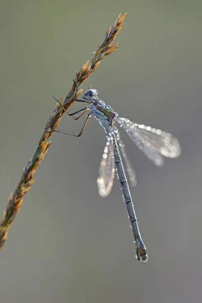 Common Emerald Damselfly Lestes Sponsa Emsland Baixa Saxónia Alemanha Europa — Fotografia de Stock