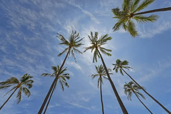 Живописный Вид Пальмы Залив Ханаума Оаху Гавайи Сша Северная Америка — стоковое фото
