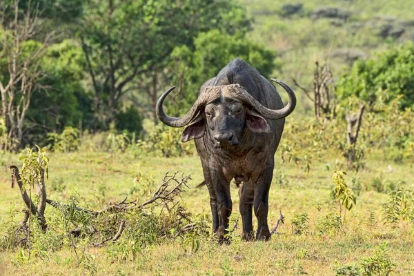 Cape Buffalo Syncerus Caffer Arusha Tanzanya Afrika — Stok fotoğraf