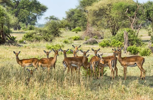 Impalas Aepyceros Melampus Tanzania Afrika — Stockfoto