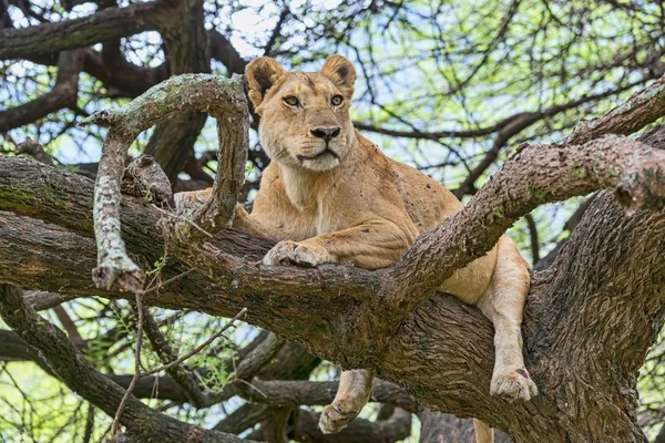 Лев Пантеры Лео Львица Дереве Маньяра Танзания Африка — стоковое фото