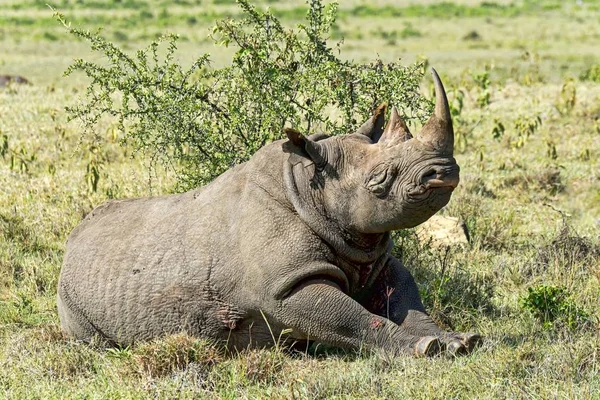 Nosorożec Czarny Diceros Bicornis Jezioro Nakuru Kenia Afryka — Zdjęcie stockowe