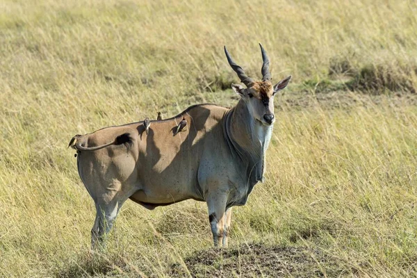 Eland Taurotragus Oryx Rezerwat Narodowy Masai Mara Kenia Afryka — Zdjęcie stockowe