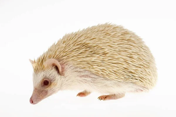 Hedgehog Berjari Empat Atau Pygmy Hedgehog Afrika Atelerix Albiventris Albino — Stok Foto