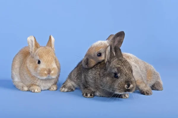 Tres Conejos Domésticos Oryctolagus Cuniculus Forma Domestica — Foto de Stock