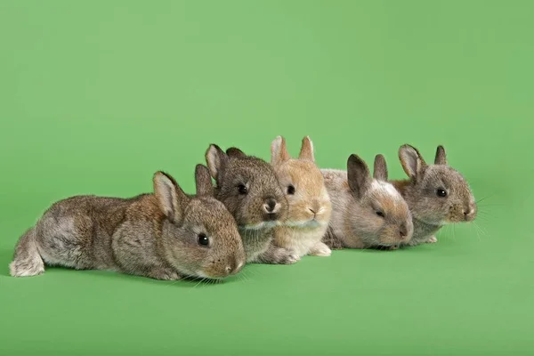 Cinco Conejos Domésticos Oryctolagus Cuniculus Forma Domestica —  Fotos de Stock