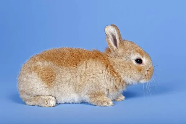 Coelho Doméstico Oryctolagus Cuniculus Forma Domestica — Fotografia de Stock