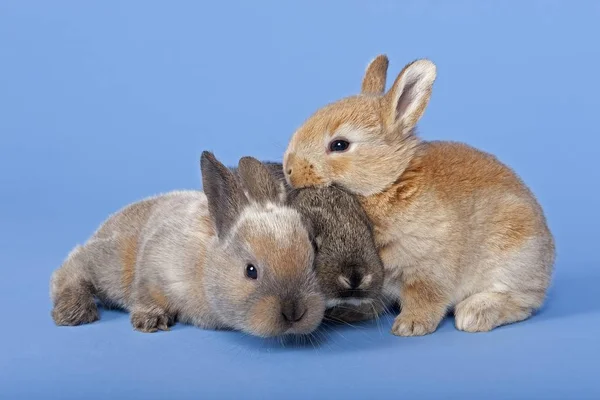 Three Domestic Rabbits Oryctolagus Cuniculus Forma Domestica — 스톡 사진