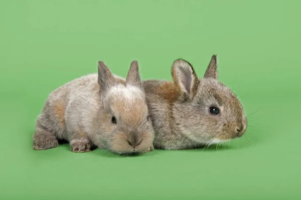 Dois Coelhos Domésticos Oryctolagus Cuniculus Forma Domestica — Fotografia de Stock