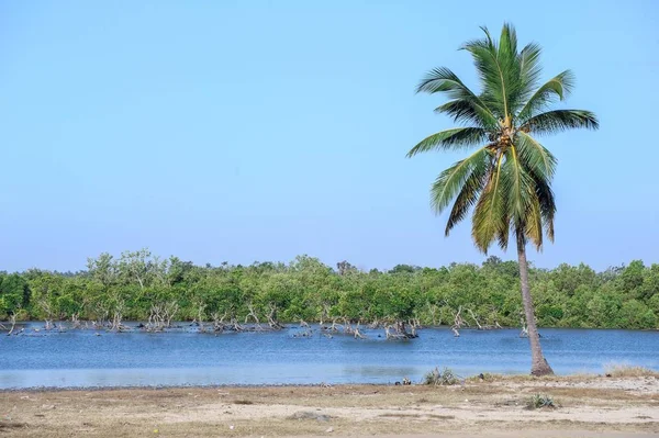 Palmier Devant Rivière Morondava Province Toliara Madagascar Afrique — Photo