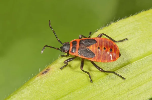 Firebug Last Larval Stage — Stock Photo, Image