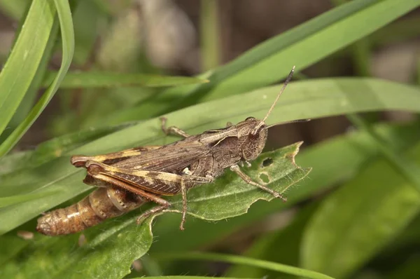 Rufous Grasshopper Προβολή Closeup — Φωτογραφία Αρχείου