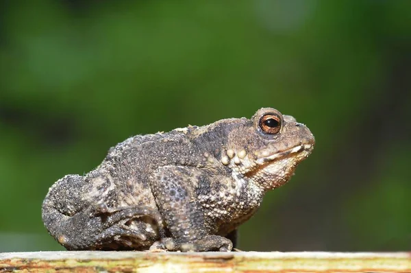 Rospo Comune Rospo Europeo Bufo Bufo Schleswig Holstein Germania Europa — Foto Stock