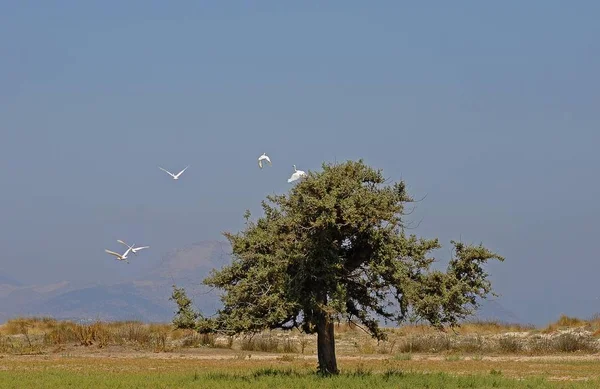 외톨이 주니퍼 나무의 플라밍고 티가키 그리스 — 스톡 사진
