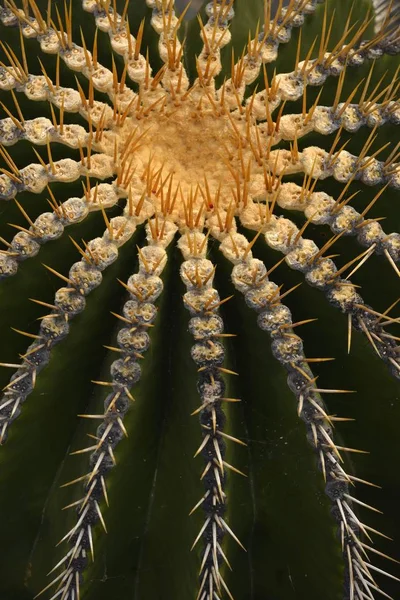 Cactus Barril Dorado Echinocactus Grusonii España Europa —  Fotos de Stock