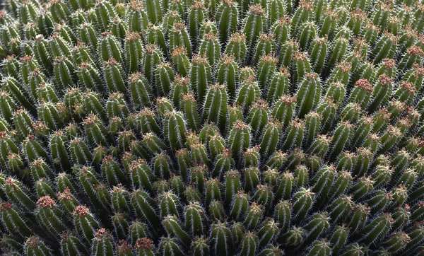 Milkweed Variety Euphorbia Echinus Morocco Africa — 图库照片