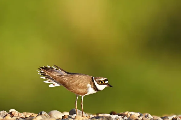 Close Upweergave Van Geringde Plover Tegen Onscherpe Achtergrond — Stockfoto