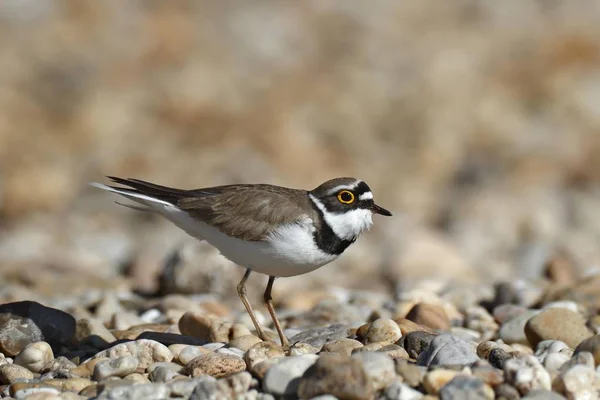 Widok Zbliżenie Ringed Plover Przeciwko Niewyraźne Tło — Zdjęcie stockowe