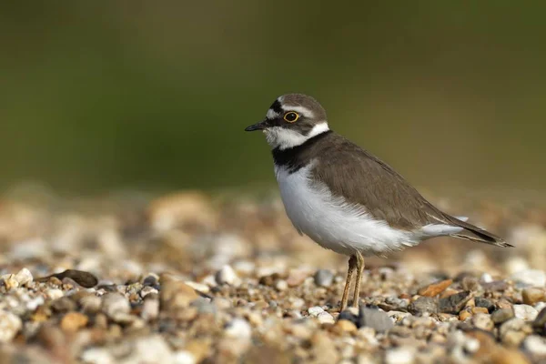 Plover Fêmea Habitat Saxony Anhalt Alemanha Europa — Fotografia de Stock