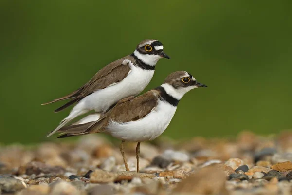 Little Ringed Plover Ζεύγος Ζευγαρώματος Σαξονία Άνχαλτ Γερμανία Ευρώπη — Φωτογραφία Αρχείου