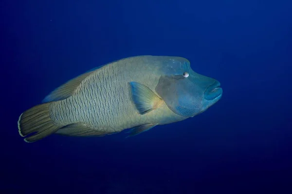 Homphead Wrasse Cheilinus Undulatus 大洋洲 — 图库照片