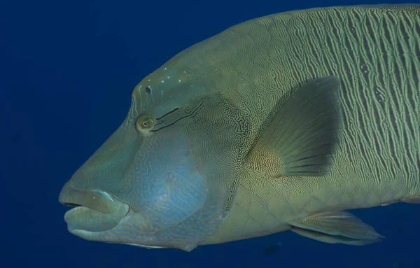 Buckellippfisch Cheilinus Undulatus Palau Ozeanien — Stockfoto
