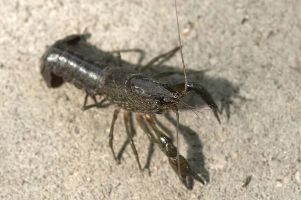 Crayfish Europeu Astacus Astacus Cativeiro Alemanha Europa — Fotografia de Stock