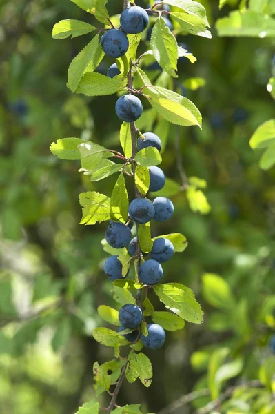 Sloes Mûrs Prunus Spinosa Sur Branche Bavière Allemagne Europe — Photo