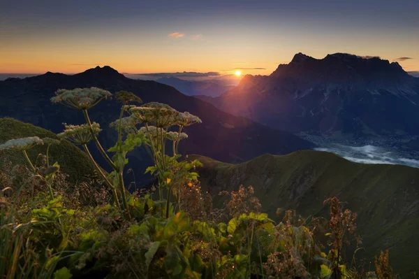 Gün Doğumunda Hogweed Heracleum Sphondylium Ile Zugspitze Doğal Görünümü Berwang — Stok fotoğraf