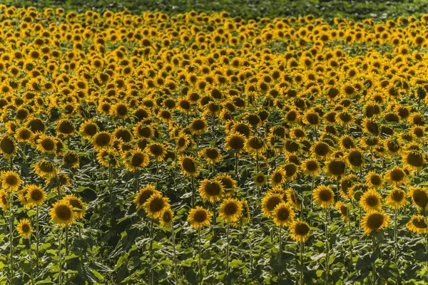 Malowniczy Widok Pole Sunflowers Cucuron Vaucluse Prowansja Alpy Cte Azur — Zdjęcie stockowe