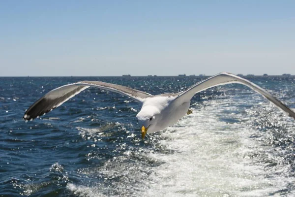 Kelp Gull Lufta Ved Walvis Bay Vann – stockfoto