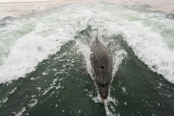 Bottlenose Dolphin Tursiops Truncatus Walvis Bay Erongo Region Namibia Africa — 스톡 사진