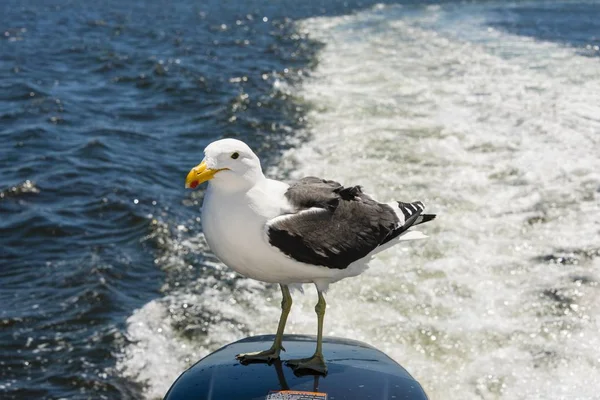 Kelp Gull Flight Walvis Bay Water — Stockfoto