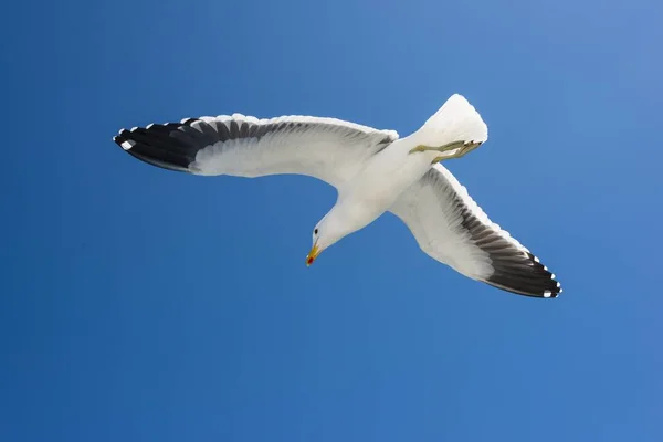 Kelp Gull Vuelo Walvis Bay Región Erongo Namibia África — Foto de Stock