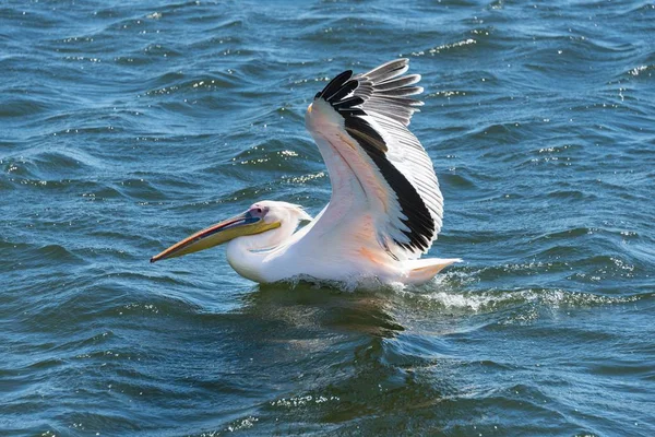 Pelicano Branco Pelecanus Onocrotalus Walvis Bay Região Erongo Namíbia África — Fotografia de Stock