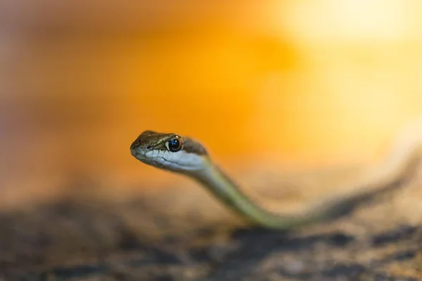 Namib Whip Serpent Vue Rapprochée — Photo