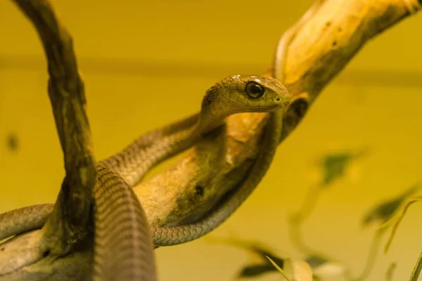 Бумсландська Змія Крупним Планом Жовтому — стокове фото