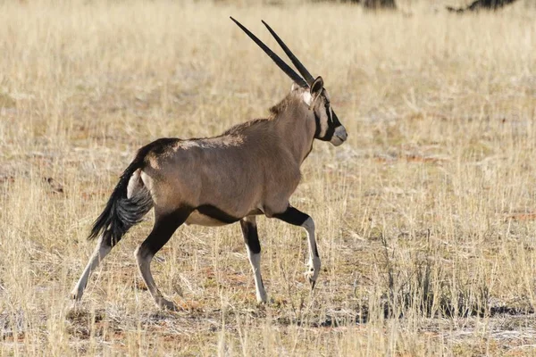 Gemsbok Oryx Gazella Deserto Kalahari Namíbia África — Fotografia de Stock