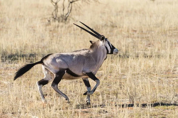 Gemsbok Oryx Gazella Kalahari Wüste Namibia Afrika — Stockfoto