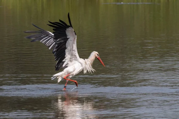 Witte Ooievaar Staande Water Baden Met Vleugels Verspreid — Stockfoto