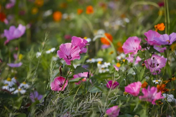Prado Com Flores Coloridas Florescentes Verão Alemanha Europa — Fotografia de Stock