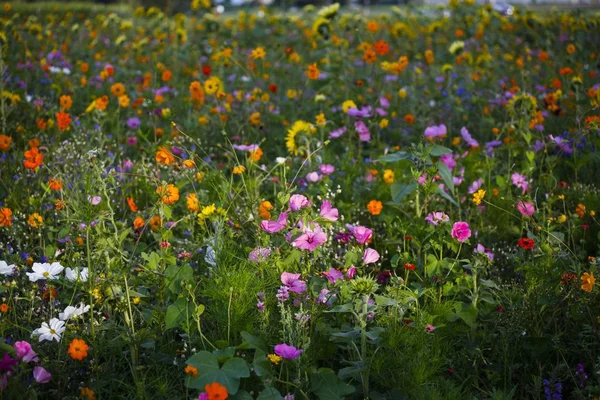 Łąka Kwitnącymi Kolorowymi Kwiatami Niemcy Europa — Zdjęcie stockowe