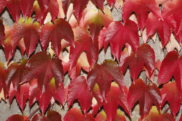 Pnącze Japońskie Parthenocissus Tricuspidata Kolor Jesienny Ścianie — Zdjęcie stockowe